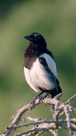 Învățați despre păsările sălbatice din România