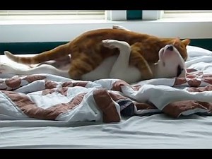 Funniest Bull Terrier Compilation Video