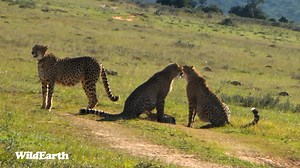 756K views · 10K reactions | Cheetahs... The fastest land mammal but when it comes to endurance, they can only maintain their top speed for a short period of time depending on their health, energy levels, weather and environment. Cheetahs can and will abandon their hunt even though their body temperatures remain relatively stable when chasing their prey. | Wildearth | Facebook