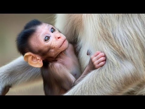 Adorable Baby Macaque on Tree Branch | Tender Moment with Mother Monkey