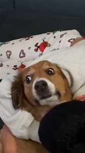 21K views · 481 reactions | Super Funny Animal  | Funny Animals Viral 2024 | Facebook