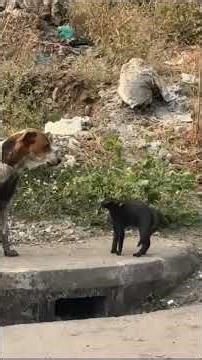 Shoot Gone Wrong 😂 | Dogesh Bhai vs Cat (Behind the Scenes)