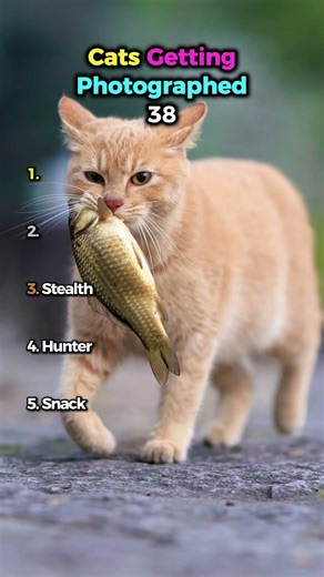 Cats Getting Photographed 38 📸🐱