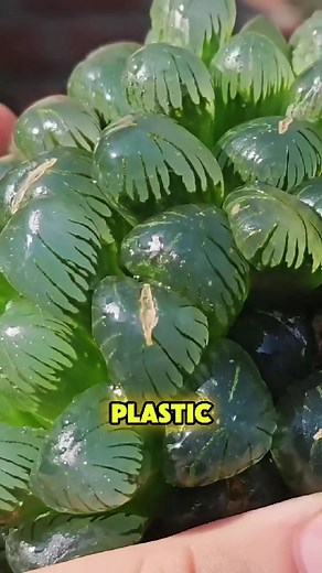 Haworthia cooperi is a small South African succulent known for its translucent “window” leaf tips and compact rosettes, making it perfect for terrariums and windowsills. The leaves are semi-transparent. Learn exact care tips (light, water, soil), how to propagate safely, and what to avoid so your plant stays plump and healthy. #HaworthiaCooperi #WindowPlants #Haworthia #SucculentCare #microsucculents