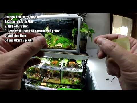 How to Dose H2O2 in a Shrimp Tank | Hydrogen Peroxide Aquarium Treatment Guide