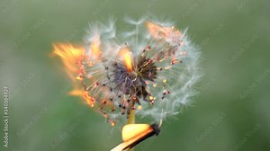 Dandelion burns during a fire. Dandelion ignites and burns slowly against the blurred green grassy background. Slow Motion video. The male hand ignites and sets fire to a dandelion from a match.