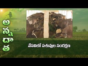 summer care in dairy farms | ETV