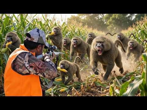 Baboon Hunting – How Do Hunters and Farmers Deal With 5,000 Giant Baboons in Africa?