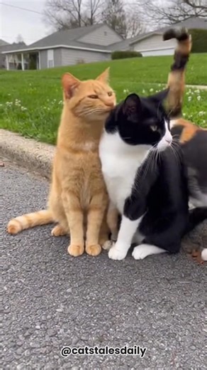 I’m a cat… but also a man. 😹🐾🐈 #funnyreels #FunnyCats #funnymoments | Cats tales Daily