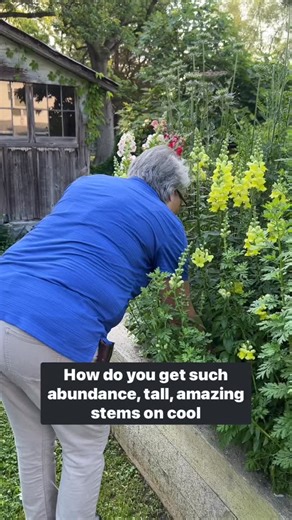 6K views · 147 reactions | You can grow great spring flowers when you...