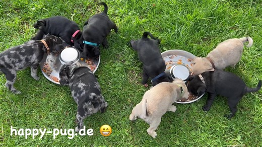 12K views · 2.1K reactions | Mittagszeit und riesen Hunger . | Happy Pug - Happy Life | Facebook