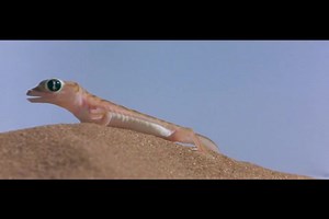 中文字幕《可爱的动物 Animals Are Beautiful People》-旅鼠一只-纪录片-哔哩哔哩视频