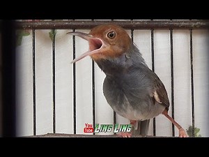 LOUD and CLEAN sound of the red-headed prenjak calling the opponent | FISHING and PRENJAK MASTER