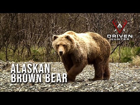 Shot of a Lifetime! Nicole's Alaskan Brown Bear
