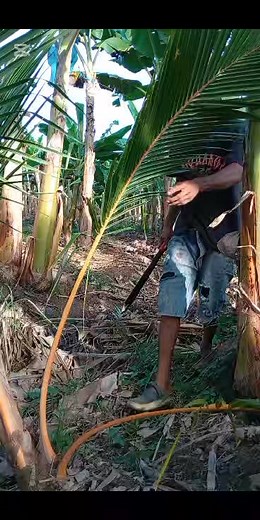 262K views · 2K reactions | podar palma de coco #viralreels #campo | El luchito | Facebook