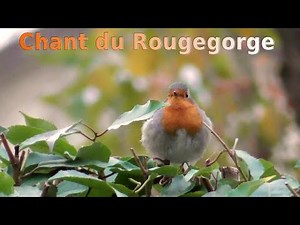 Chant du ROUGEGORGE FAMILIER