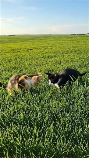 #rumputkucing #littlecat #cat #catlovers
