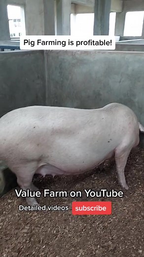Profitable PIG Farming Guide | Best Breeds & Tips from Value Farm