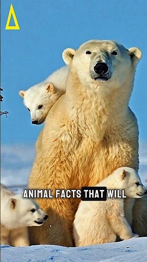 8 Animal Facts You Won’t Believe Exist 🐾 | Nature’s Hidden Wonders #AnimalFacts #Wildlife