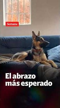 Guaro, actor Jorge Hugo Marín's dog, has been found. See what happened