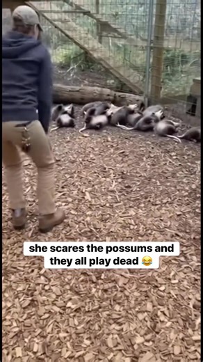 2.1K views · 12 reactions | When the Possum is Scared | Vincent Ogbonna | Facebook