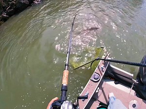 Complete chaos!! #muskyfishing #trophytimeleaders #foryoupage #fishtok #fyp #piscfunfishing #fish #spraybombbaitco #musky | Musky Addict