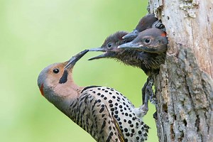 Baby Woodpecker Chicks: 8 Pictures and 8 Amazing Facts
