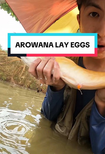Arowana Fish Laying Eggs: Fascinating Insights