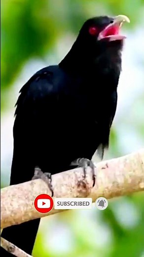 This Bird's Scream Will SHOCK You!😱🦜Screaming Piha's Unbelievable Call #shorts