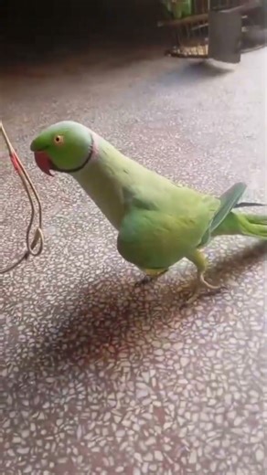 parrot talking sound #shortvideo #parrot