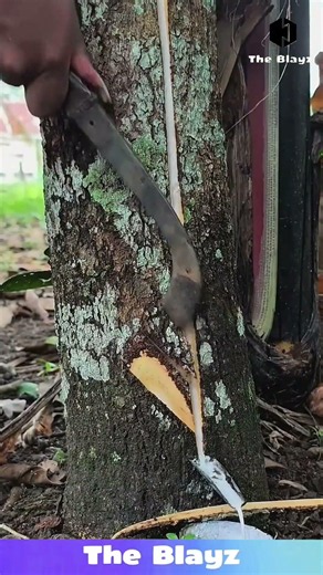 Tree Bark Tapping Process | Collecting Natural Sap From Inside The Tree