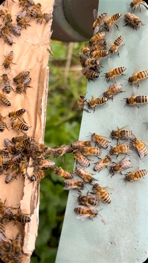 3.2K views · 193 reactions | These bees have joined their bodies together to create a living “bee bridge,” helping others cross over and join the colony. This swarm recently was moved from a tree, and if you look closely, you can spot some fanning behavior — bees waving their wings to spread pheromones and call the rest of the colony to their new home #nature #hobeybees #swarm | Manchester Honey Company | Facebook
