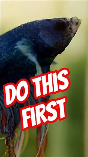 The First Thing to Do When a Betta Fish Is Bloated😱