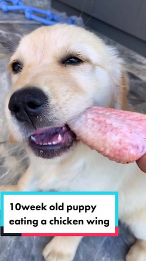 Adorable Golden Retriever Puppy Eating Chicken Wings ASMR Mukbang