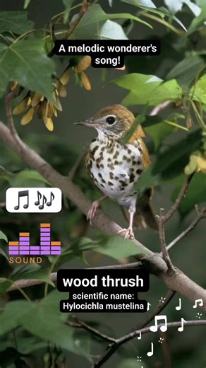 🎶 A melodic wonderer's song! In the summer, wood thrushes fill eastern North American forests with music. In the winter, they travel south to the Caribbean and Central America. Help them prepare for their travels by setting up a birdbath, offering them fresh water and a cool refuge during hot weather. Leaf piles can also provide them with a natural hunting ground. They forage on the ground and use their bills to flip leaf-litter aside as they search for insects, including ants, beetles, caterpi