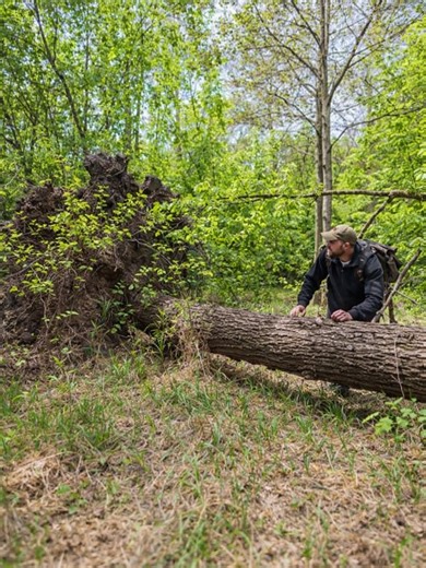 Building a Cozy Shelter Under an Oak Root