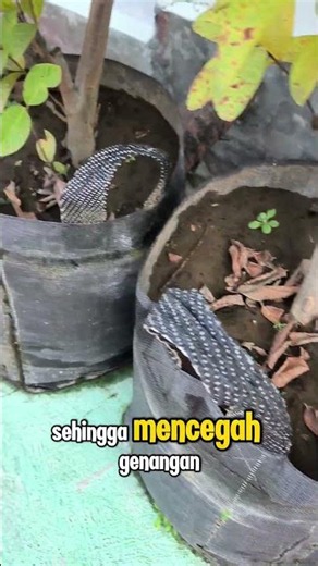 Planter Bag Untuk Tanaman Rumah Lebih Tertata dan Rapi