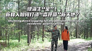 In northeast China's Heilongjiang Province, there is a city called Yichun that is known for its natural forest, and which used to heavily rely on wood production for its development. However, years of high-intensity logging had a negative impact on the forest's health and ecological environment. In 2014, the local government decided to halt commercial logging in natural forests to preserve the environment. Ten years later, CGTN reporter Olivia He visited the city to investigate how this decision