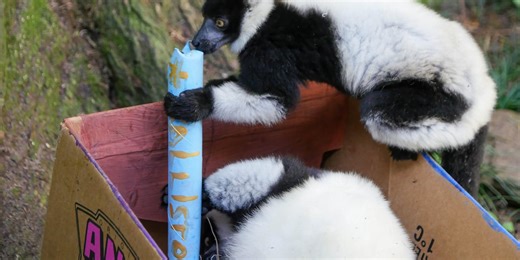 Audubon Zoo welcomes births of critically endangered Lemurs