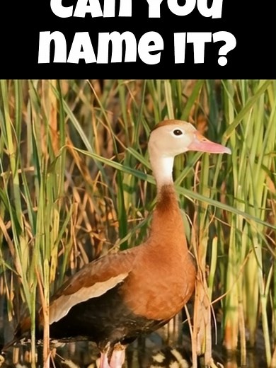 Can You Name It? 🌿🦆 #wildlife #facts #animals #birds #duck This is a short video of a duck. 🧐💦 Do you know which duck it is? Do you know how fast this duck flies? Be the first to answer. 👇💛 #waterfowl #education #quiz