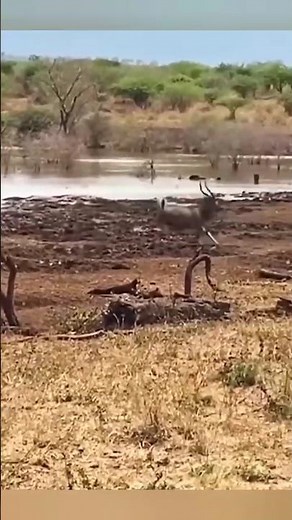 Antelope vs. Lion and Crocodile — Trapped Between Two Deadly Predators #safari #animals