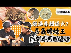 《台灣超經典》【日薪破萬拿命拚 大船進港靠小船 / 1晚800隻蟾蜍王 劇毒也有中藥性 / 蟾蜍薑湯養顏美容 護肝退火好皮膚 】 台灣第一等
