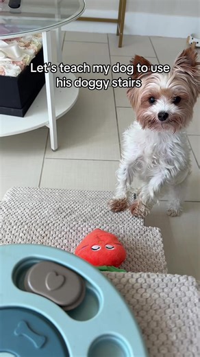 How to Help Your Dog Overcome Fear of Stairs