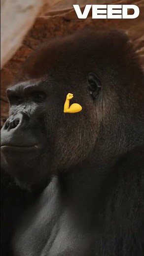 Chimpanzee vs Gorilla: Who Would Win in a Fight? | Ultimate Animal Showdown! #facts #animals