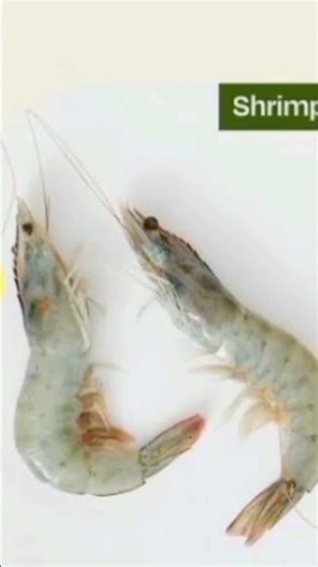 ANIMAL HAVE HEART ON HEAD