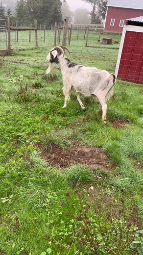 21 reactions | UPDATE: Evelyn is 3 weeks post FHO surgery. She is...