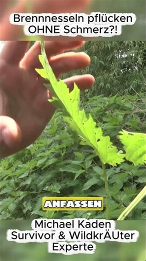 Picking stinging nettles WITHOUT pain?! 🌿 The secret trick! #diyfood #shortsviral