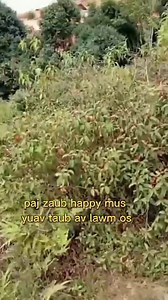 32K views · 687 reactions | ua tsaug ntaub2 raub yawm saub tswv ntuj...