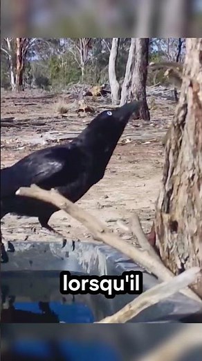 🦘 Crows helped a kangaroo! #kangaroo #crow #symbiosis