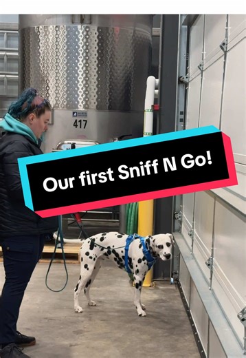 We did our first “sniff and go” event, it sort of works like a mock trial, you do your sniffing and leave when you’re done basically. It’s cheaper than a real trial making it a great way to get some practice in for the real deal! This was Disco’s first time running an advanced level search outside of our scent work class and he did pretty good! We ran 3 novice and 3 advanced searches (all interior searches) and he found them all! (I only have 2 novice searches and 1 advanced search in the video 